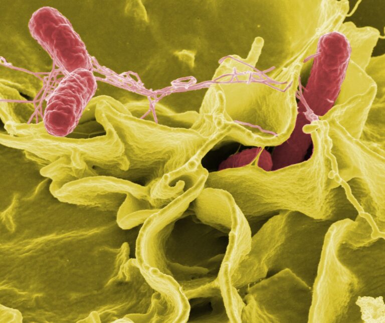  The Salmonella Recall Crisis in the US: A Complete Guide to Safely Eating Eggs and Avocados
